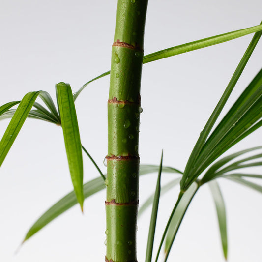 Mighty Bamboo Panthenol Cream