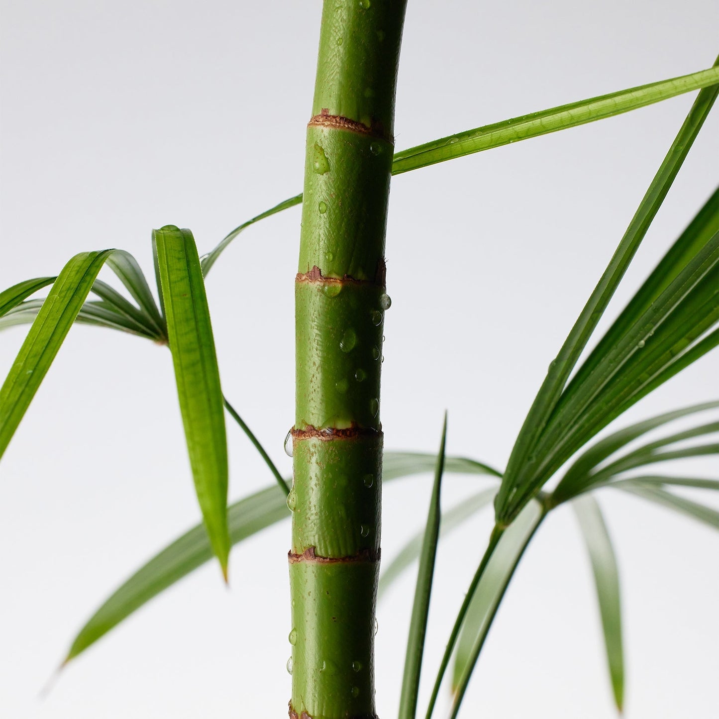 Mighty Bamboo Panthenol Cream